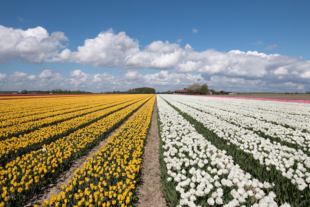 tulp tulpen tulipa natuur hdr tulpenbol liliaceae flora bloem bloemen voorjaar lente tulpenfestival keukenhof festival